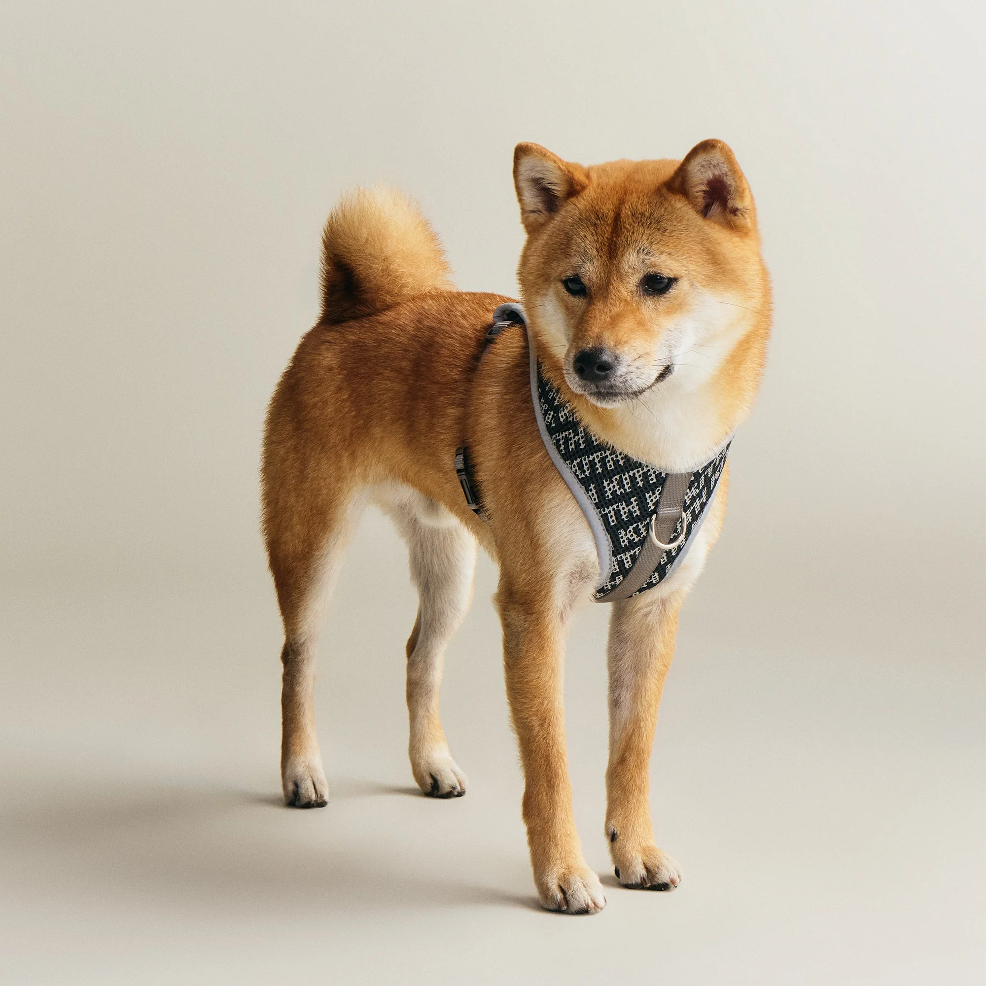 Kith for wagwear Padded Harness - Black - Image 2