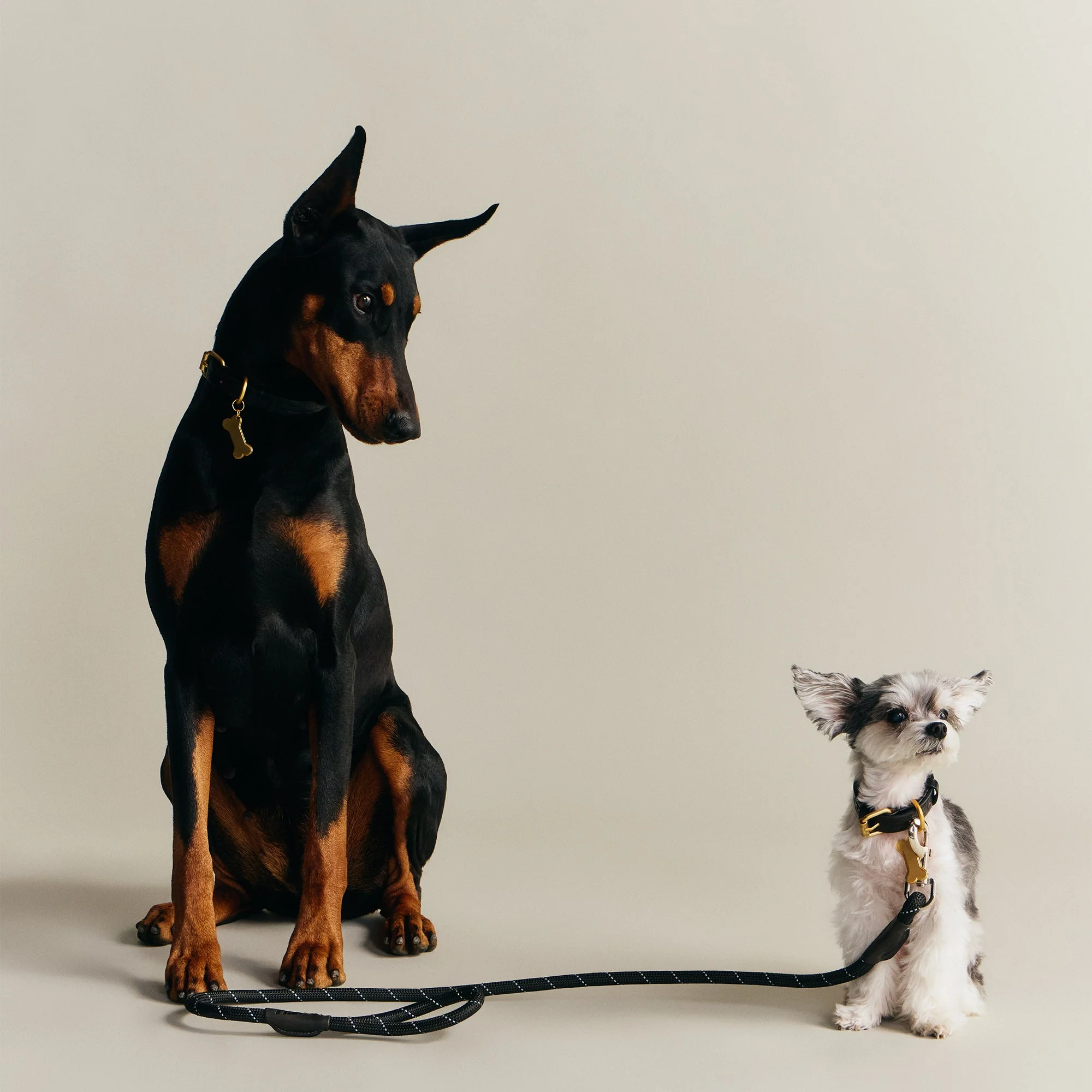 Kith for wagwear Rope Leash - Black - Image 2